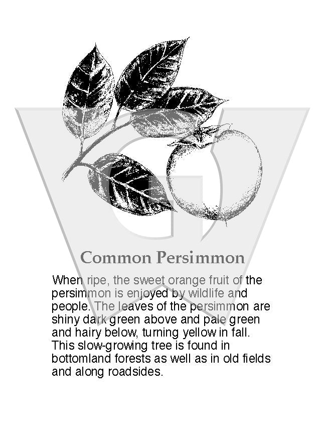 Common Persimmon