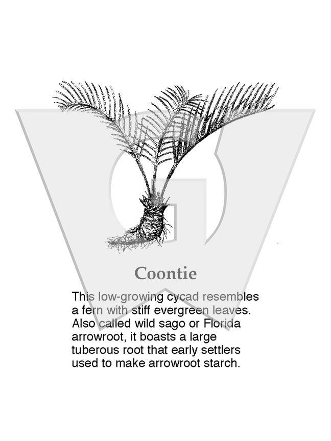 Coontie