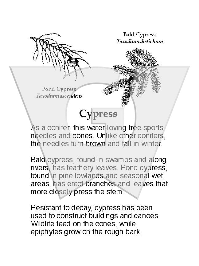 Cypress
