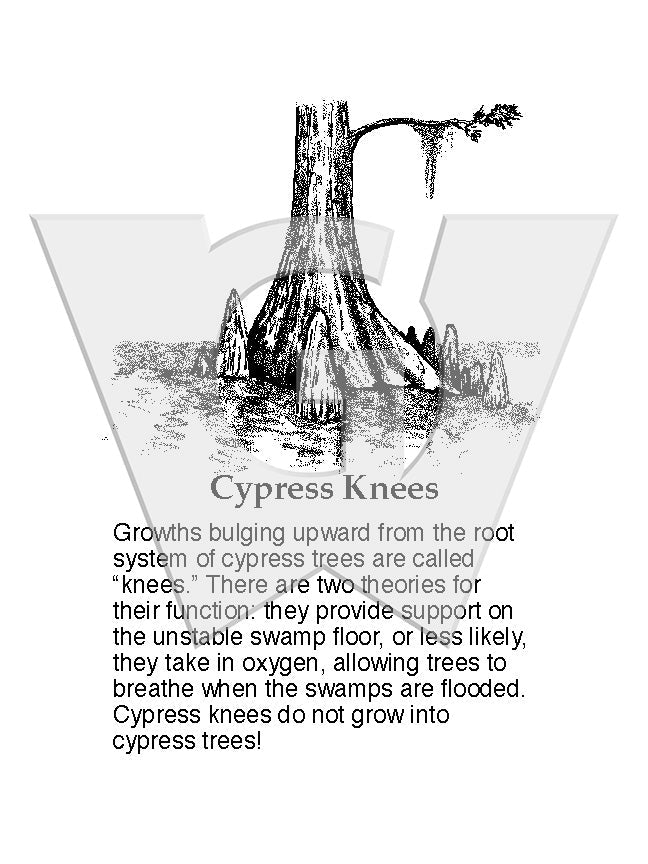 Cypress Knees