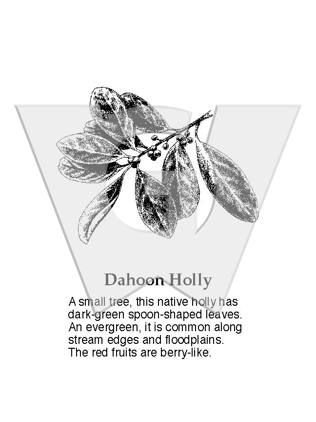 Dahoon Holly