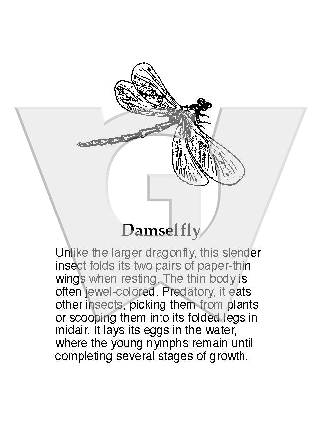 Damselfly Sign