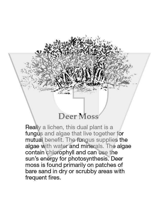 Deer Moss