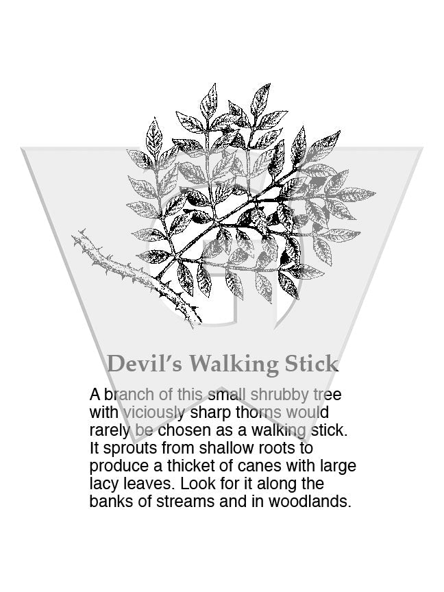 Devil’s Walking Stick