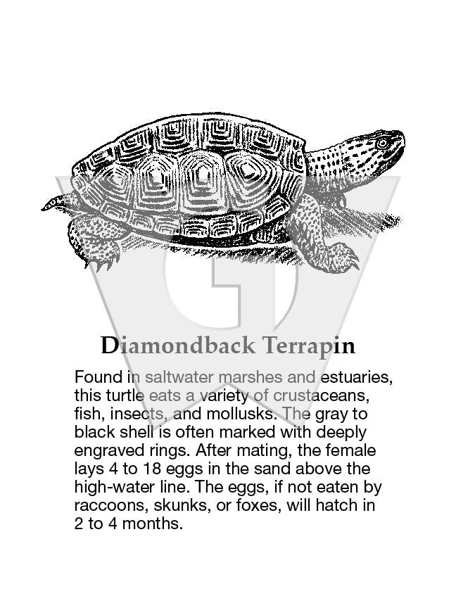 Diamond-backed Terrapin – Wilderness Graphics, Inc.