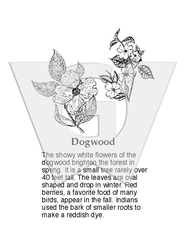 Dogwood