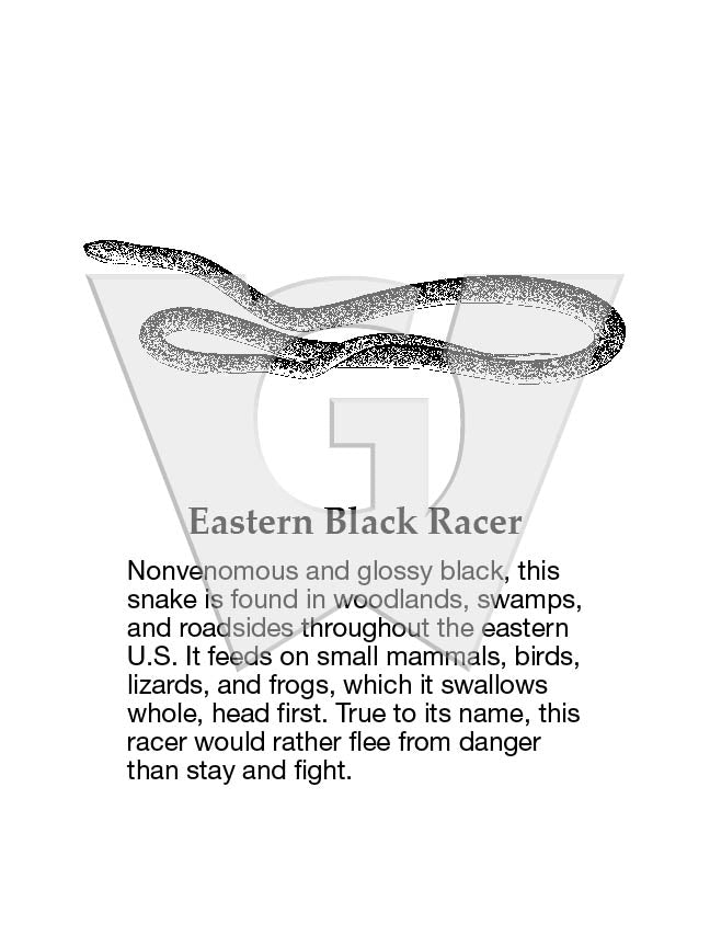 Eastern Black Racer Sign