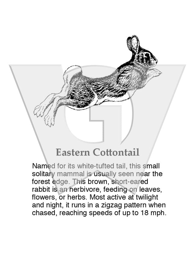 Eastern Cottontail Sign