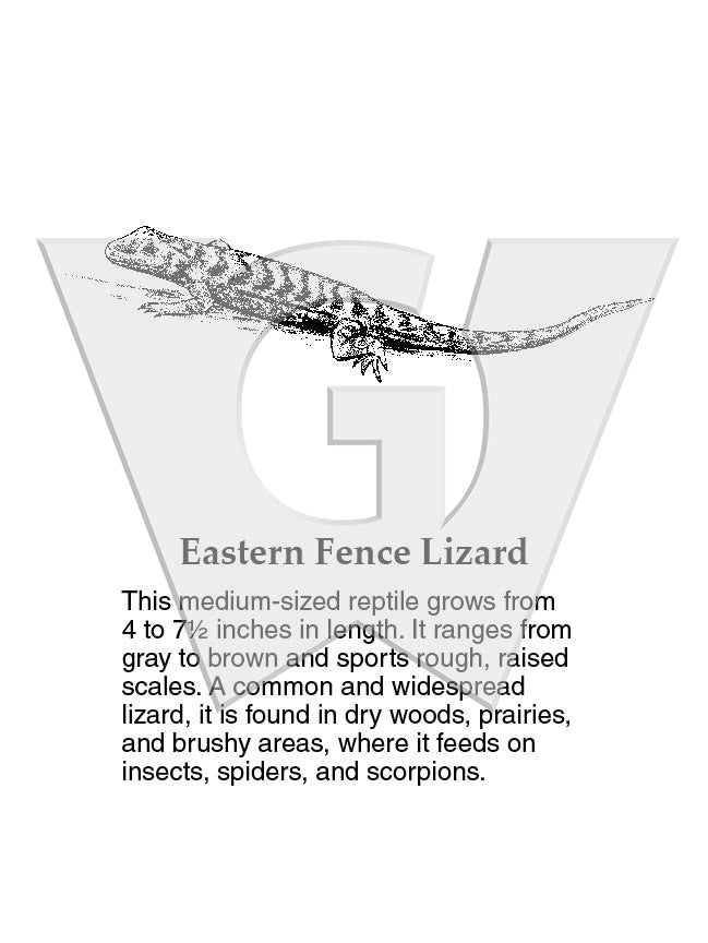 Eastern Fence Lizard Sign