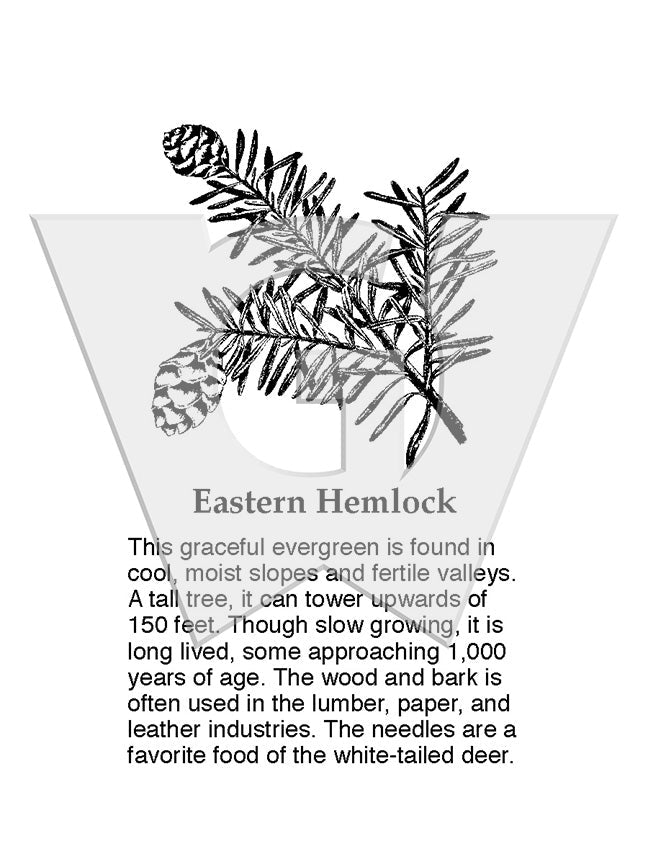 Eastern Hemlock