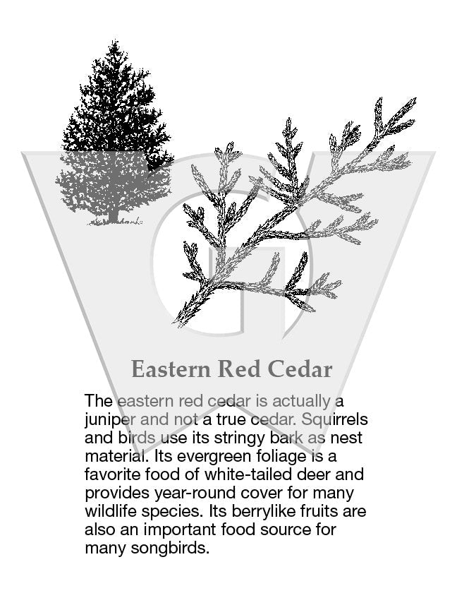 Eastern Red Cedar