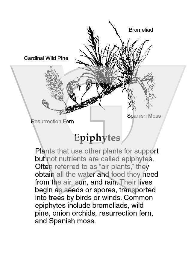 Epiphytes