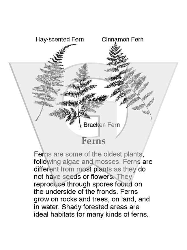 Ferns