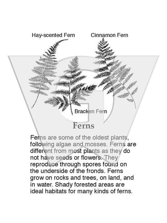 Ferns