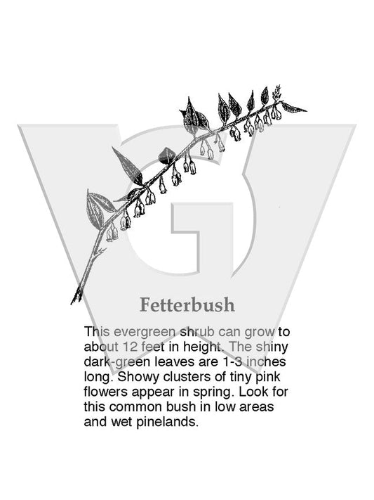 Fetterbush
