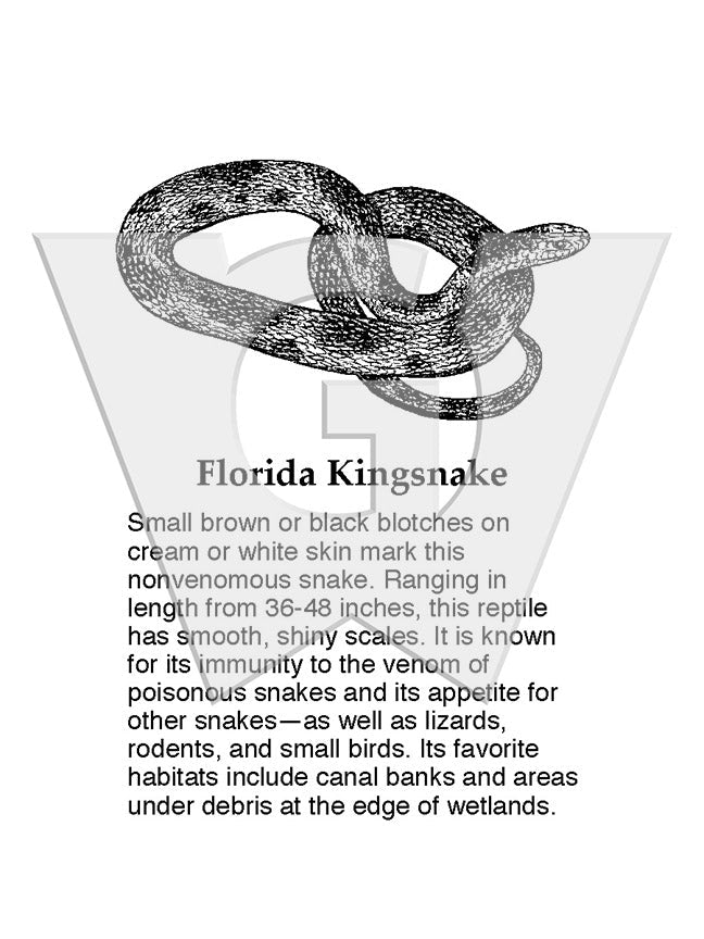 Florida King Snake Sign