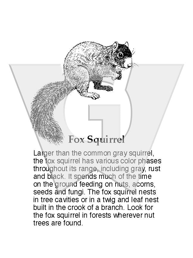 Fox Squirrel Sign