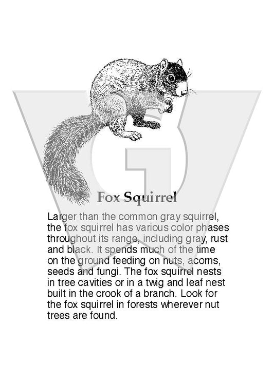 Fox Squirrel Sign