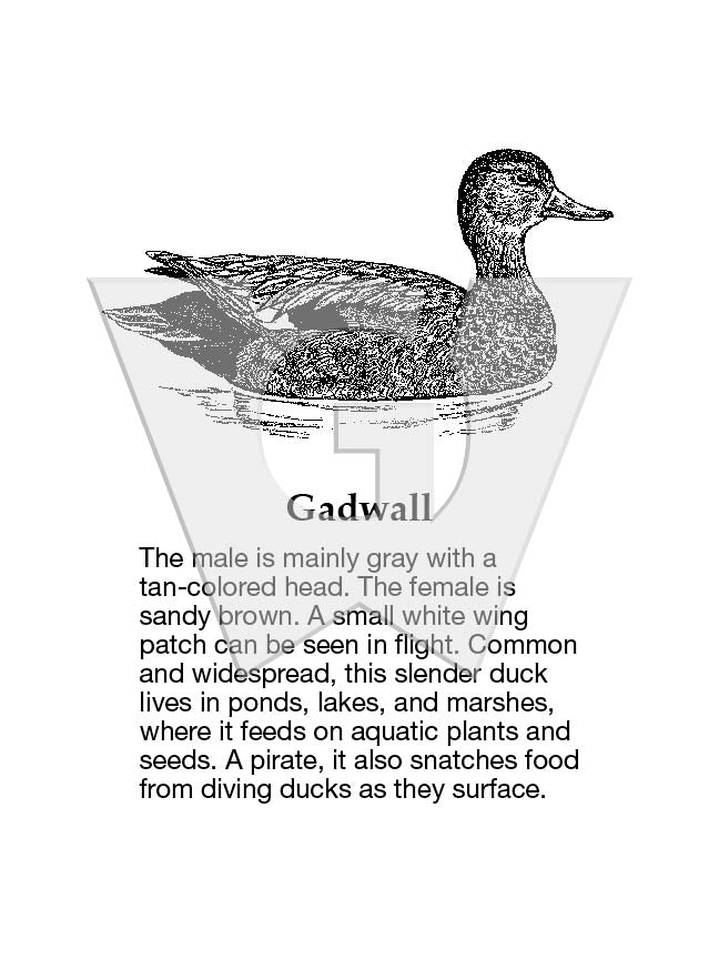 Gadwall Sign