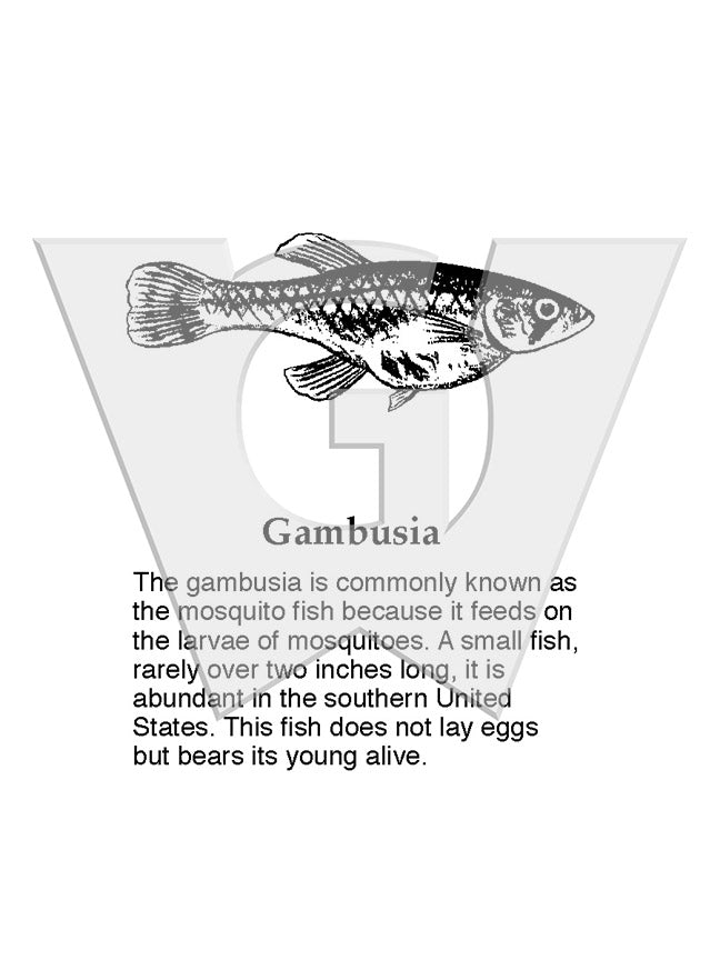 Gambusia Sign