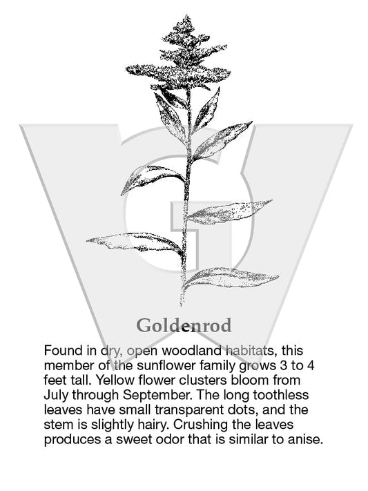 Goldenrod