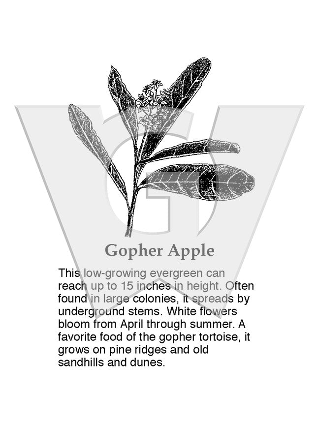 Gopher Apple