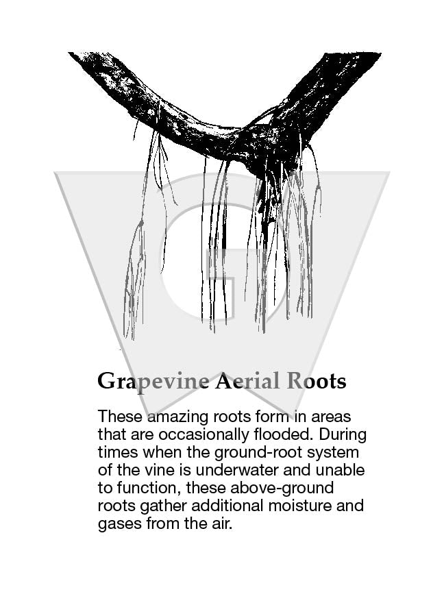 Grapevine Aerial Roots Sign