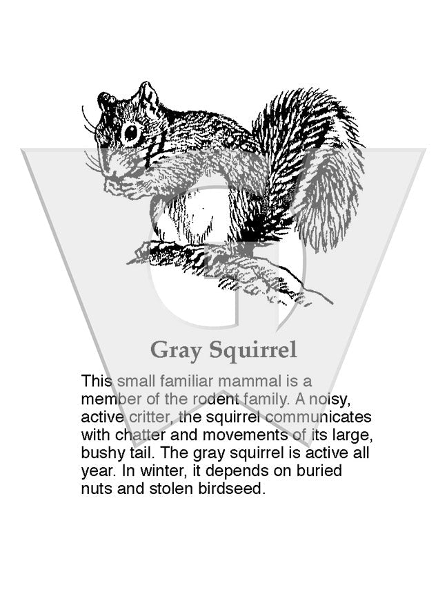 Gray Squirrel Sign