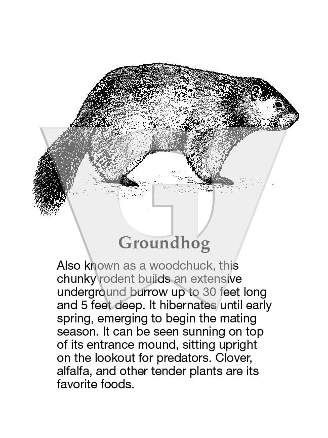 Groundhog Sign