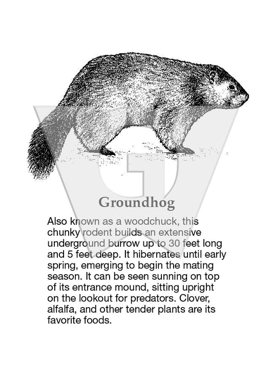 Groundhog Sign