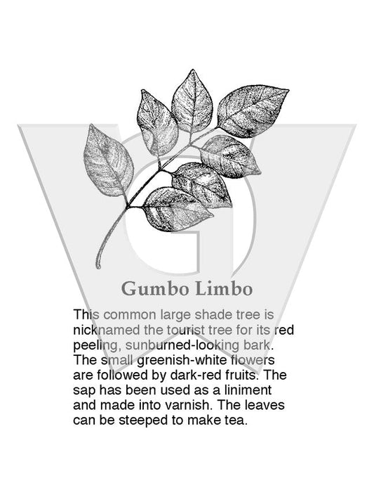 Gumbo Limbo
