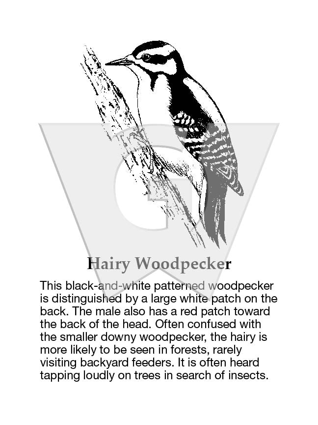 Hairy Woodpecker Sign