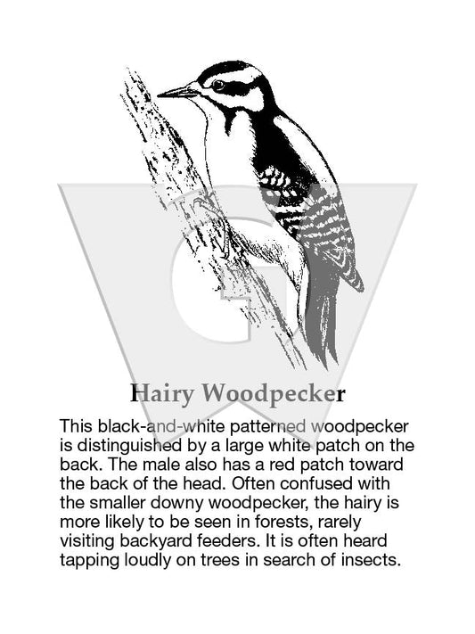 Hairy Woodpecker Sign