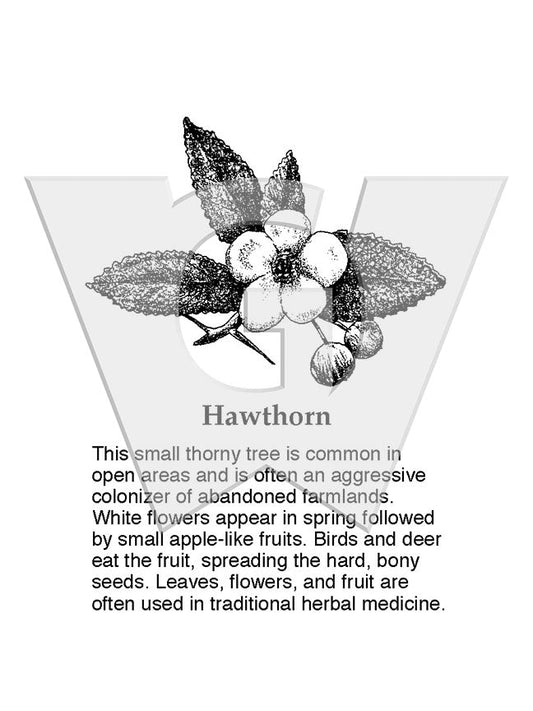 Hawthorn