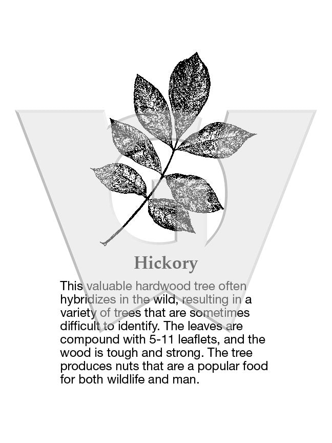 Hickory