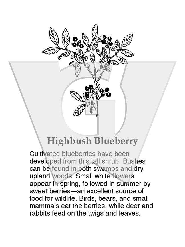 Highbush Blueberry