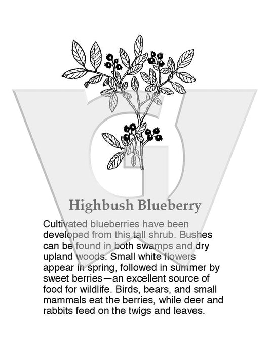 Highbush Blueberry