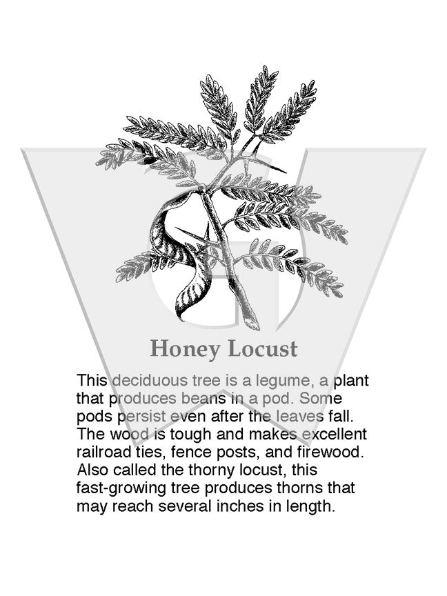 Honey Locust