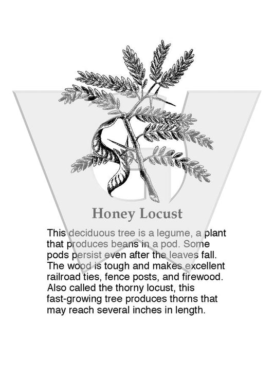 Honey Locust