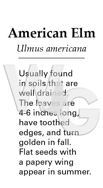 American Elm Sign