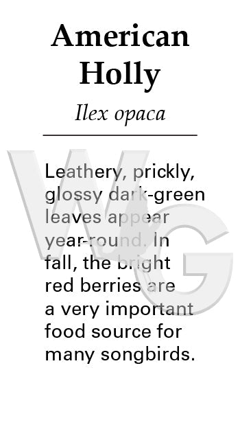 American Holly Sign