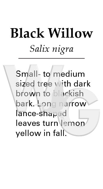 Black Willow Sign