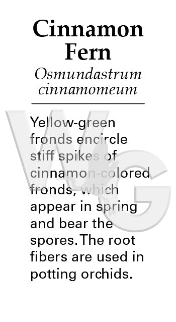 Cinnamon Fern Sign