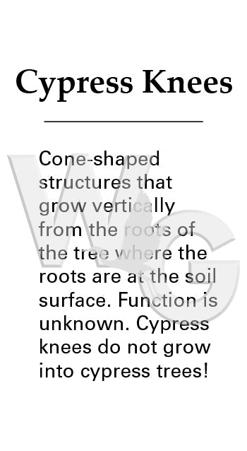 Cypress Knees Sign