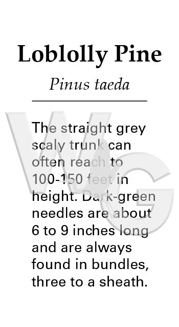 Loblolly Pine Sign