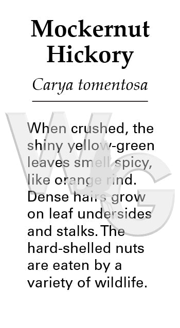 Mockernut Hickory Sign