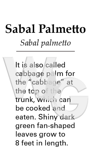Sabal Palmetto