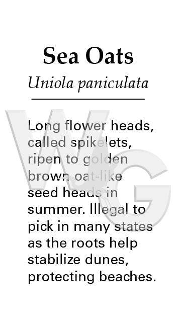 Sea Oats Sign