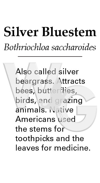 Silver Bluestem Sign