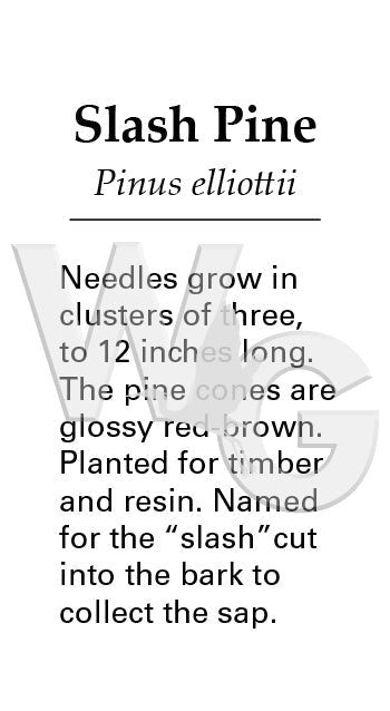 Slash Pine Sign